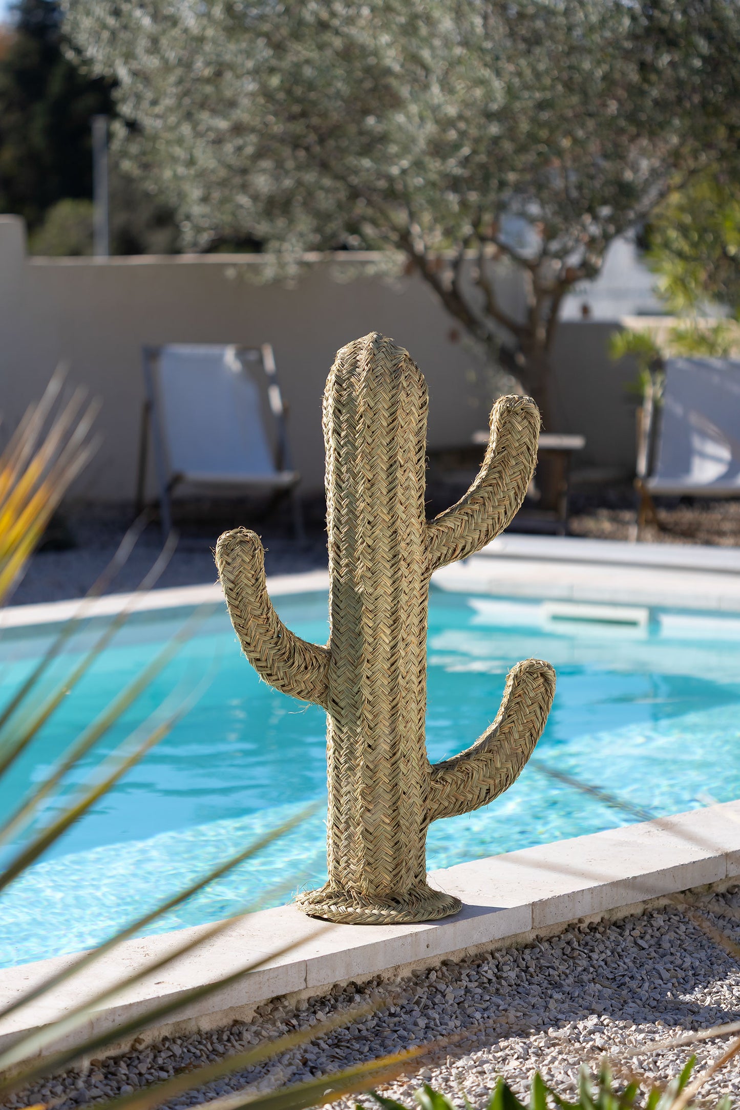 Cactus décoratif