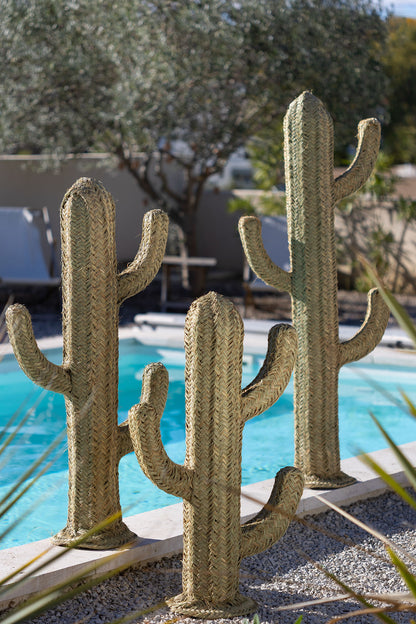 Cactus décoratif