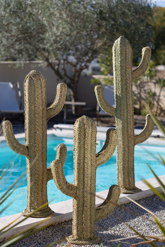 Cactus décoratif
