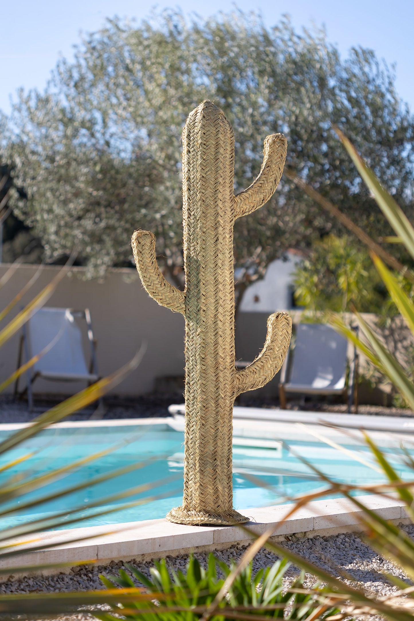 Cactus décoratif